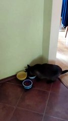 This isn’t my cat, but she clearly feels at home here🐾 #cats #funnycats #catlovers