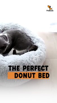 PetBuds Cozy Donut Bed – Comfort for Cats & Dogs