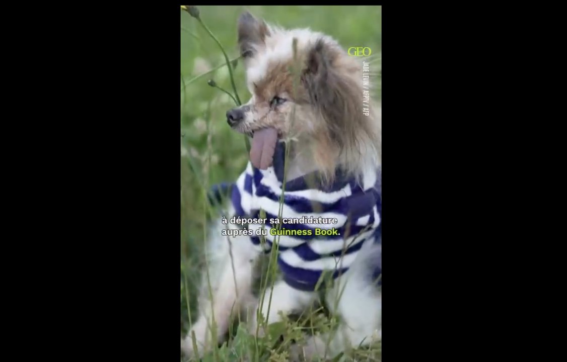 Mort de Lazare, 30 ans, probablement le plus vieux chien au monde