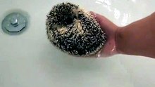Hedgehog