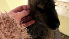 Cute wallaby
