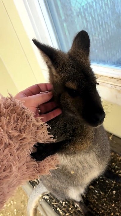 Cute wallaby