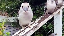 Kookaburras