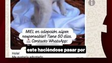 Buenos Aires: denuncian a un hombre por matar gatos que pedía en adopción: reclaman cambios en la ley de maltrato animal.