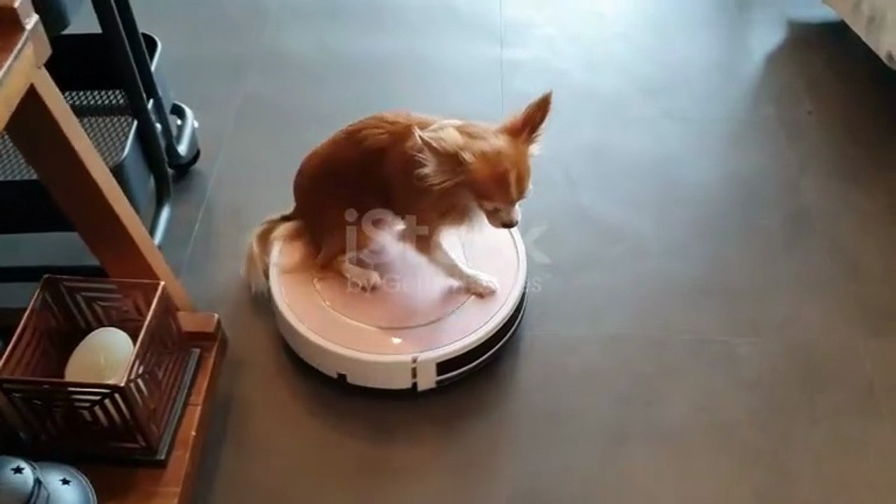 Funny animal