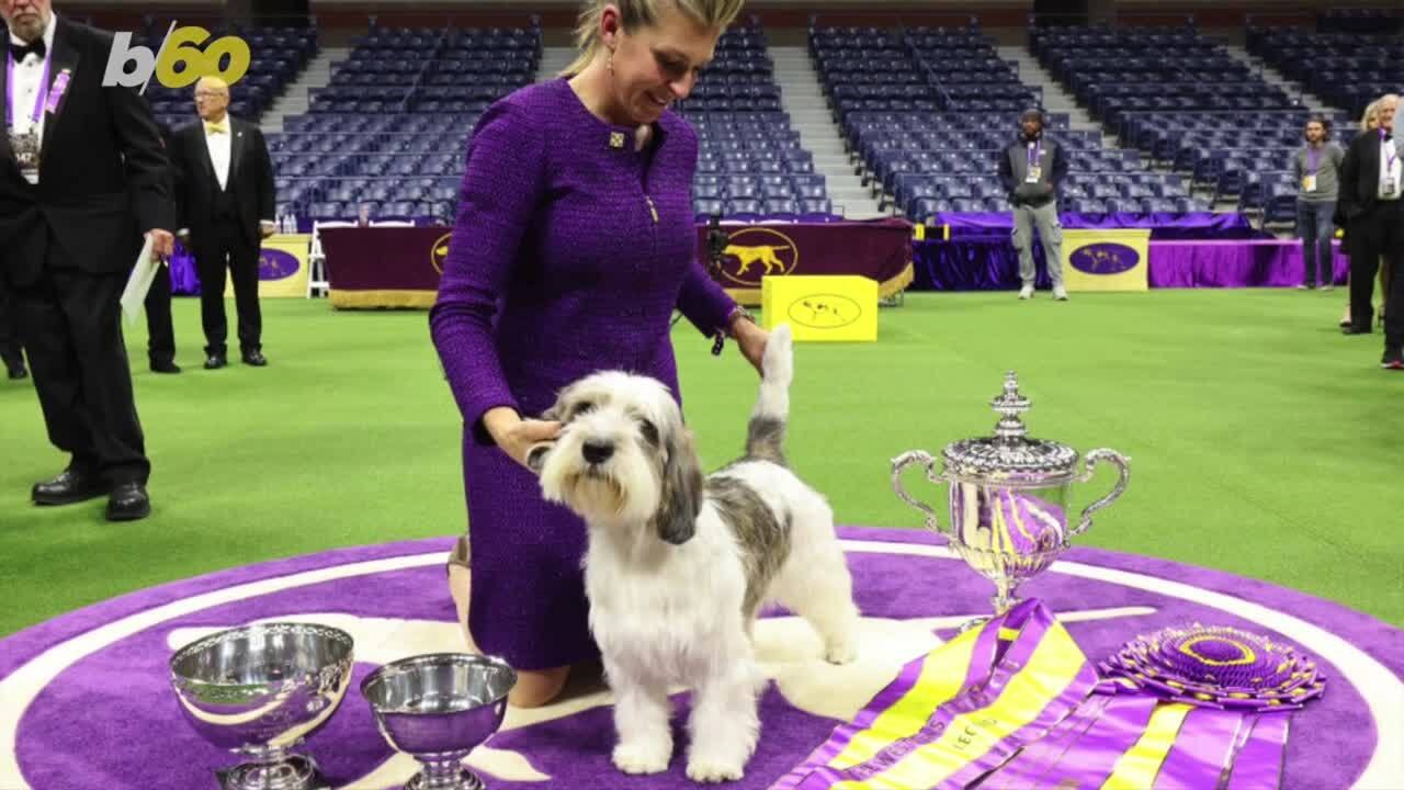 Meet the first Petit Basset Griffon Vendéen to win Best in Show at Westminster Kennel Club