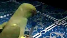 Adorable Parrot Playing