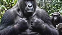 The Most Dangerous Family on Earth! 🦍🚨 #short #wildlife #Animalfacts #Shorts #dailymotionShorts #ViralShorts #TrendingShorts