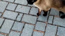 To come back home or not to come back home - That is the question :) #cats #funnycats #catlovers