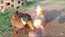 Hand Feeding My Cute Ducks 🥹#duck
