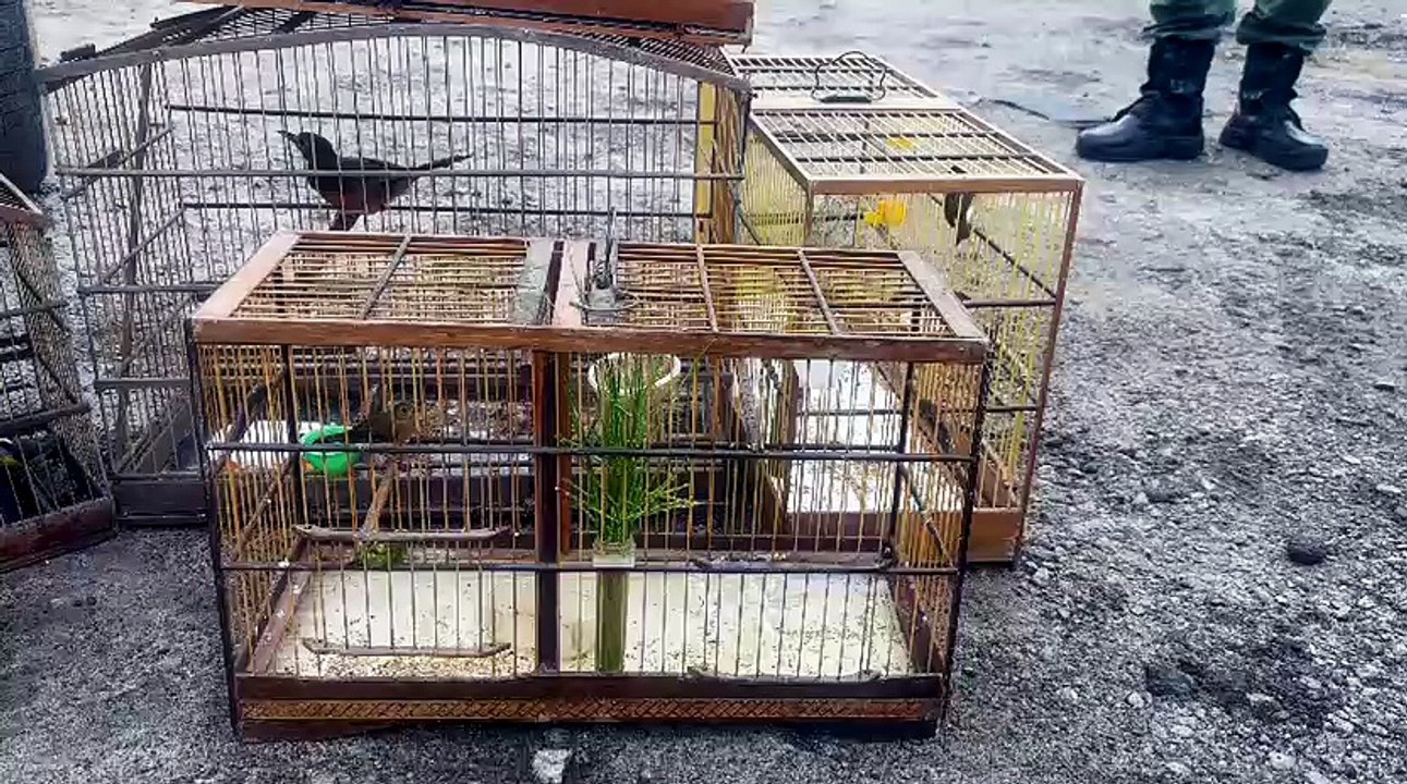 BPA apreende armas de fogo e animais silvestres em três municípios do interior de Alagoas