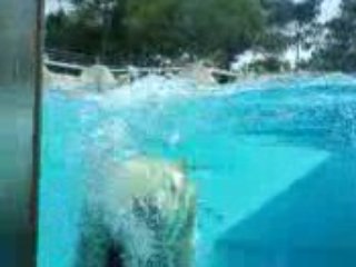 Ours Polaire + l'apné