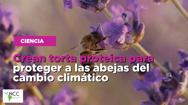 Crean torta proteica para proteger a las abejas del cambio climático