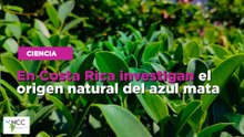 En Costa Rica investigan el origen natural del azul mata