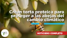 Crean torta proteica para proteger a las abejas del cambio climático | 865 | 18 - 24 de mayo de 2026