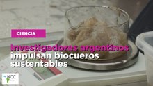 Investigadores argentinos impulsan biocueros sustentables