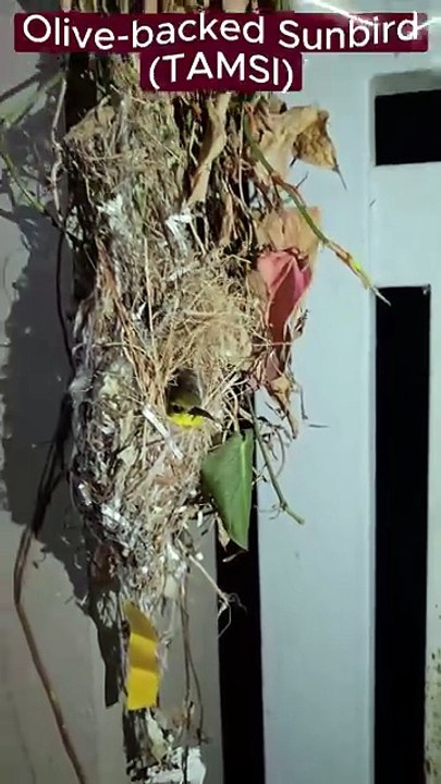 Olive-backed Sunbird (Tamsi) Resting in its Amazing Woven Nest