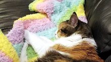 Elsie somehow managed to lay claim to the entire couch despite being nowhere near that big. | #SparklegleamFarm #Elsie #homestead #LadyChunkerella #cats #catlife #cute