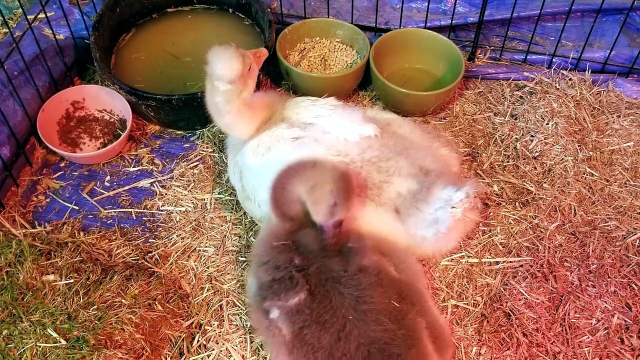 Baby Tooey checking on an equally baby Lemongrab. She seemed satisfied that he was taken care of! | #SparklegleamFarm #Lemongrab #Tooey #farm #goose #farmanimals #UNACCEPTABLE #cute