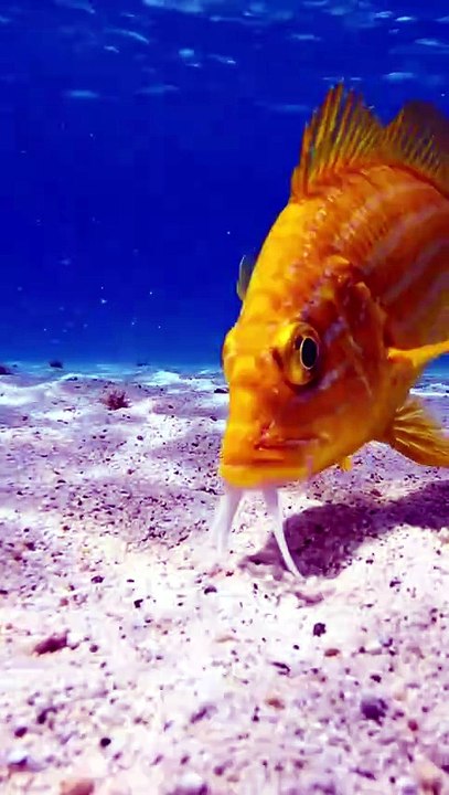 How Goatfish Hunt Hidden Prey Under Sand! 🔍🌊#Amazingfacts#wildlife