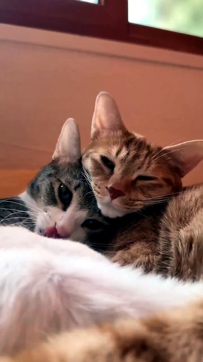 Two Cute cats