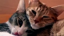 Two Cute cats