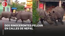 ¿Rinocerontes pelean en el mercado?