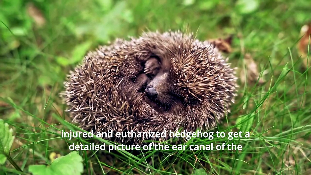 Positive News - Hedgehogs Could Avoid Extinction by Silent Ultrasound Installed on Cars to Prevent Being Ran Over