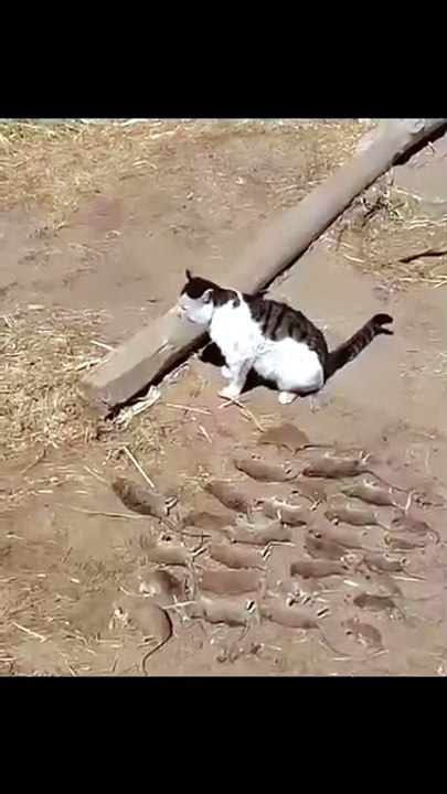 A cat managed to catch 27 mice and carefully lined them all up to show off his 'work' to his owner. 🔥