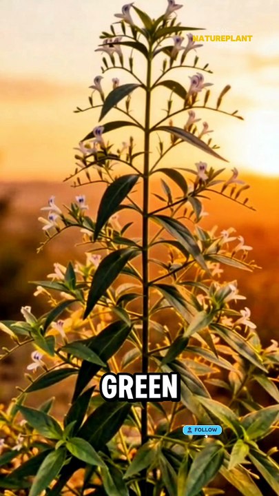 The King Of Bitter | Benefits | Nature Plant