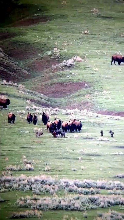 A massive brown bear was spotted on a snowy mou...