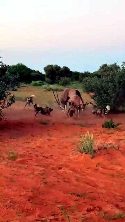 An oryx and her calf get lucky and survive the attention of Africa’s most successful large predator, a pack of African wild dogs