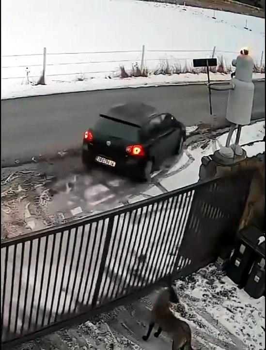 After his owner left, the gate didn't close properly. Realizing the house was vulnerable, the devoted dog refused to leave his post, guarding the open gate until his human returned home.