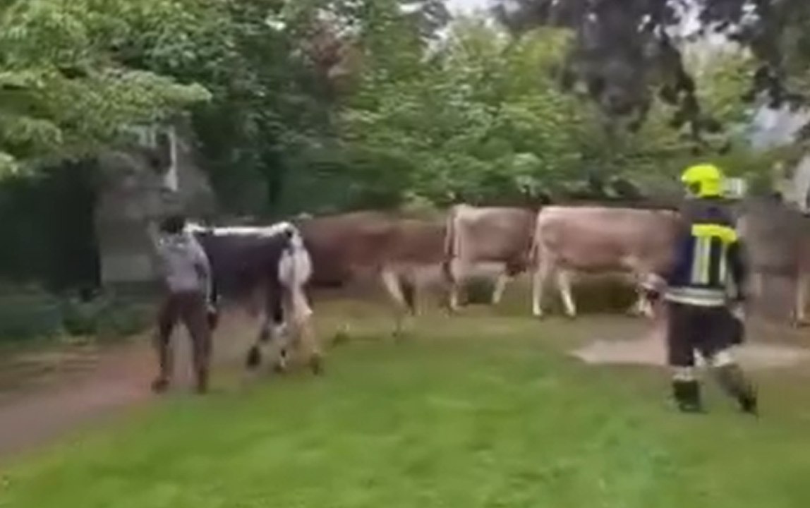 Vacche in fuga a Glorenza: sedici animali invadono il centro storico