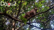 Adorable Close Up Encounters Hilarious Owl Eye View