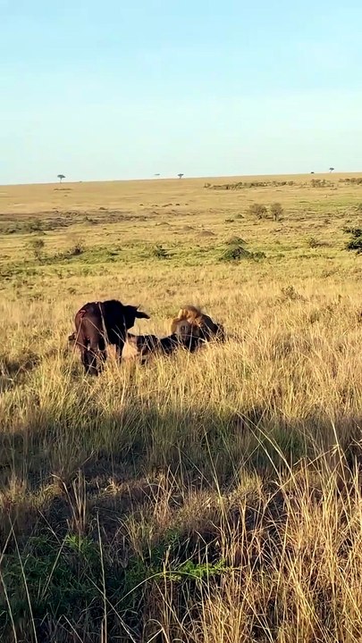 Male Lion Hunts and Takes down Cape Buffalo Solo 🔥