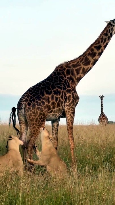 A Pair Of Lionesses Subduing A Giraffe  🔥