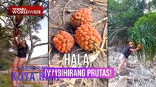 Prutas na kahawig ng pinya o “hala,” ligtas nga bang kainin? | Dami Mong Alam, Kuya Kim!
