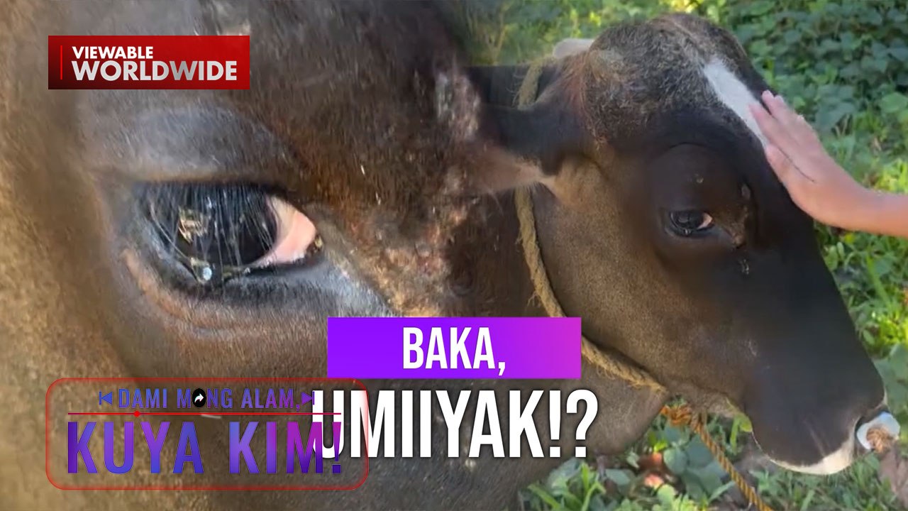 Baka, hindi napigilang umiyak matapos ibenta ng kanyang amo! | Dami Mong Alam, Kuya Kim!