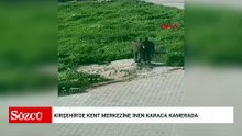 Kırşehir'de kent merkezine inen karaca kamerada