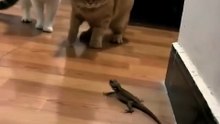 😹 Funny Cat Compilation 2026 – Non Stop Laughter Guaranteed  31