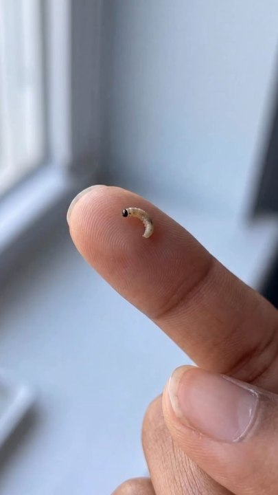 Raising Caterpillars 🐛