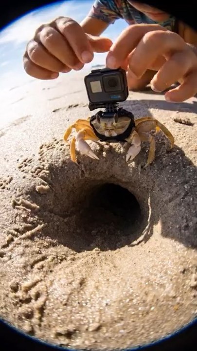 POV: Inside Crab Colony 🦀