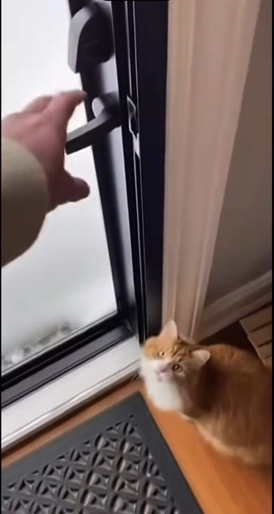 Les chats sont un bug de la nature 😭