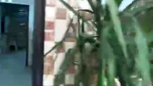 WhatsApp Video 2026-05-16 at 2.54.32 PM