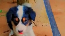 Playing with my cute puppies