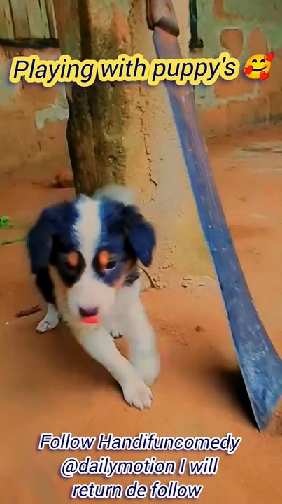 Playing with my cute puppies
