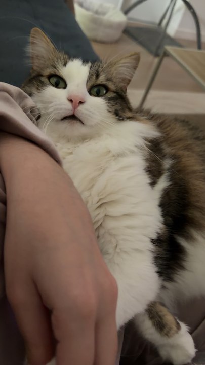 🐱