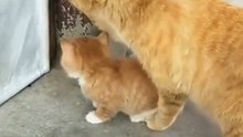 New viral cats viral video mom cat