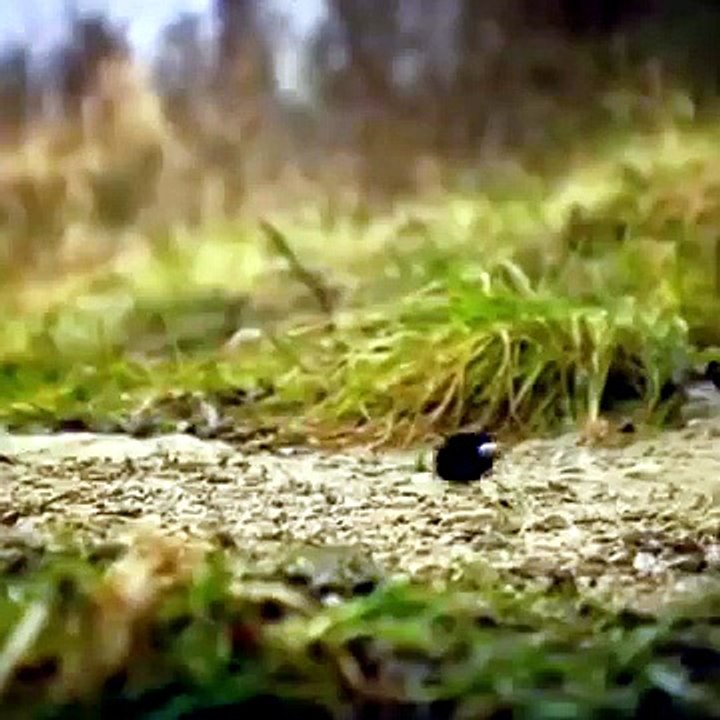 Poor Spider Tried Hard | Funny Animated Short Film | HD Cartoon Comedy
